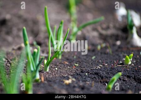 pousses de jeunes oignons dans le jardin, photo de clôture Banque D'Images