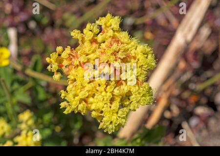 Marumleaf Bucksfroment wildlfower à Bloom dans le parc national volcanique de Lassen en Californie Banque D'Images