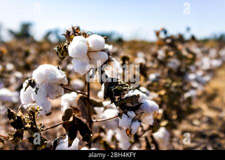 Macro vue sur le paysage de la campagne de l'automne Missouri ou Kansas avec champ brun de beaucoup de plantes de coton agriculture Banque D'Images