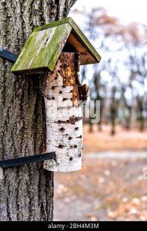 Clôture verticale de bois de bouleau avec charpente ou maison d'oiseaux de toit à Varsovie, Pologne attaché à l'arbre en hiver Banque D'Images