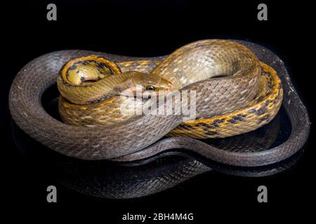 Coelognathus flavolineatus, le serpent de rat noir de cuivre ou le serpent rayé jaune, est une espèce de serpent colueffet que l'on trouve en Asie du Sud-est. Isolé sur bl Banque D'Images