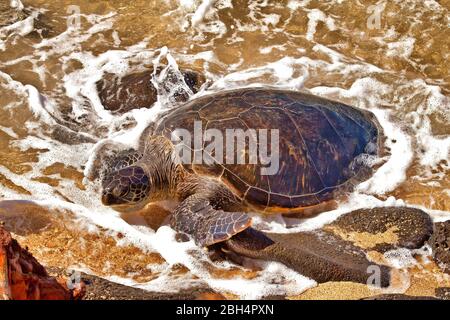 Grande tortue de mer verte nageant sur la rive de Maui. Banque D'Images