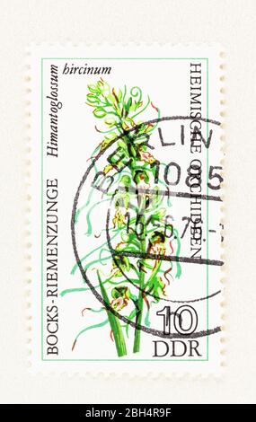 SEATTLE WASHINGTON - 22 avril 2020: Gros plan de 1976 East German affranchissement avec l'orchidée Himantoglossum hircinum, Scott # 1729 Banque D'Images