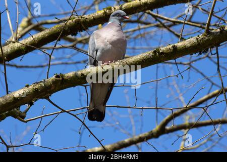 Gros plan sur un pigeon en bois assis sur une succursale, Columba palumbus ou Ringeltaube Banque D'Images