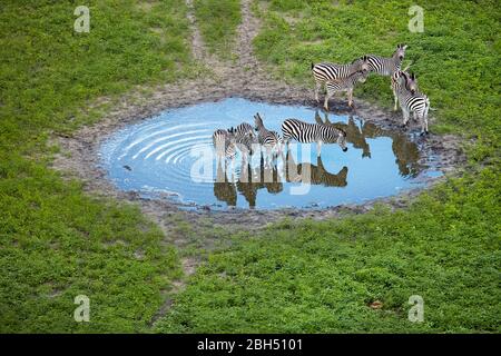 Zebra dans l'étang, le Delta d'Okavango, Botswana, Afrique- aérienne Banque D'Images