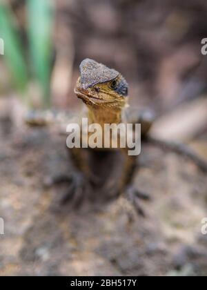 Dragon d'eau australien sur le roc Banque D'Images