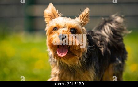 Joli chien Yorkshire Terrier qui s'enorne dans l'herbe pleine de dandélions. Banque D'Images