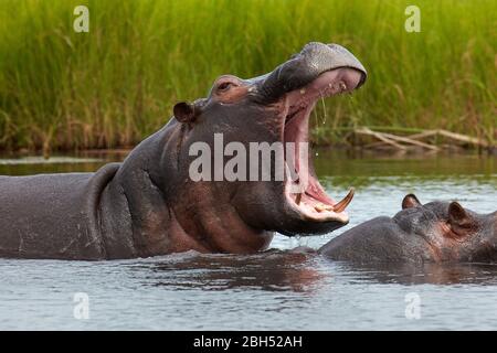 Hippopotamus (Hippopotamus amphibius), rivière Chobe, parc national Chobe, Kasane, Botswana, Afrique Banque D'Images