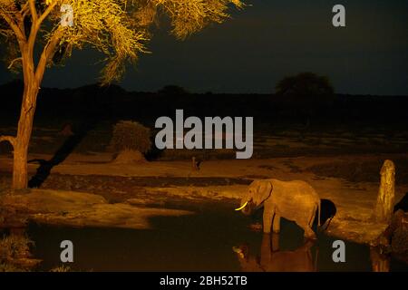 Éléphant d'Afrique (Loxodonta africana) buvant au trou d'eau la nuit, Senyati Safari Camp, près de Kasane, Botswana, Afrique Banque D'Images