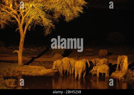 Éléphants d'Afrique (Loxodonta africana) buvant au trou d'eau la nuit, Senyati Safari Camp, près de Kasane, Botswana, Afrique Banque D'Images