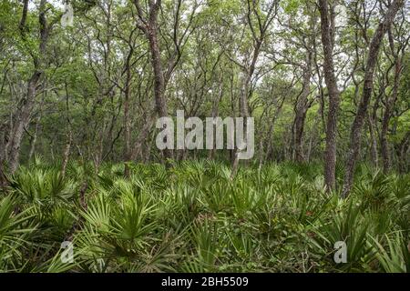 Habitat du Palmetto et du chêne arbuste. Bois tropical. Halpata Tastanaki Preserve, Dunnellon, Floride. Banque D'Images