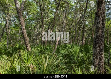 Habitat du Palmetto et du chêne arbuste. Bois tropical. Halpata Tastanaki Preserve, Dunnellon, Floride. Banque D'Images