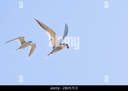 La sterne Caspienne volante (Hydrogne caspia) avec un poisson fraîchement pêché dans son bec, suivie de près d'un second fond bleu ciel; San Francisco Banque D'Images