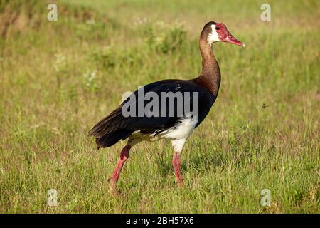 Oie aidée (Plectropterus gambensis), réserve de gibier de Moremi, Botswana, Afrique Banque D'Images