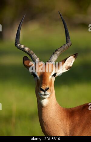 L'impala masculine (Aepyceros melampus melampus), Moremi Game Reserve, Botswana, Afrique Banque D'Images