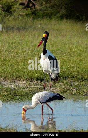 Stork à facturation jaune (Mycteria ibis) et Stork à facturation par piqûre à cheval (Ephippiorhynchus senegalensis), réserve de jeux Moremi, Botswana, Afrique Banque D'Images