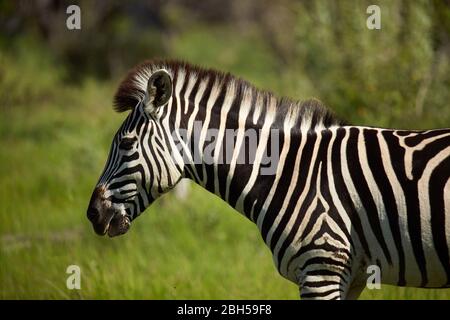 Zebra, Moremi Game Reserve, Botswana, Afrique Banque D'Images