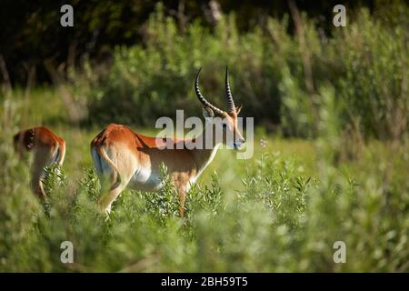 Red lechwe (Kobus leche leche), Moremi Game Reserve, Botswana, Afrique Banque D'Images
