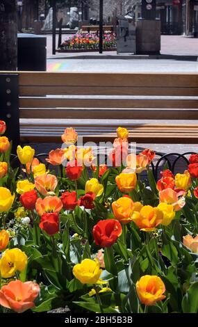 L'exposition tulipe 2020 sur Pearl Street Mall était aussi belle que jamais, mais peu de gens ont eu l'occasion de profiter des fleurs en raison des restrictions COVID-19. Banque D'Images