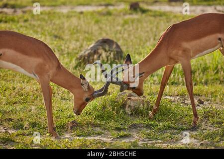 Combats d'impala mâles (Aepyceros melampus melampus), Parc national de Chobe, Botswana, Afrique Banque D'Images