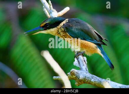 Kingfisher sacré perché dans un arbre dans un cadre forestier Banque D'Images