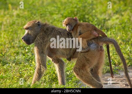Chacma babouin (Papio ursinus) et bébé, Parc National Chobe, Botswana, Afrique Banque D'Images