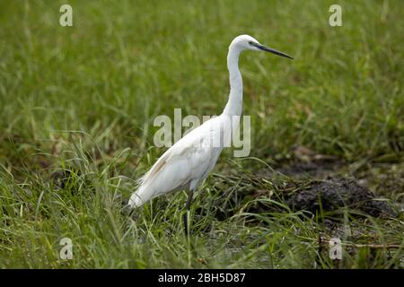 Aigrette garzette (Egretta garzetta), Chobe National Park, Botswana, Africa Banque D'Images