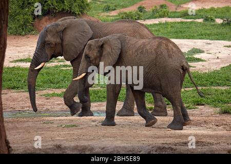 Éléphants d'Afrique (Loxodonta africana), Senyati Safari Camp, près de Kasane, Botswana, Afrique Banque D'Images