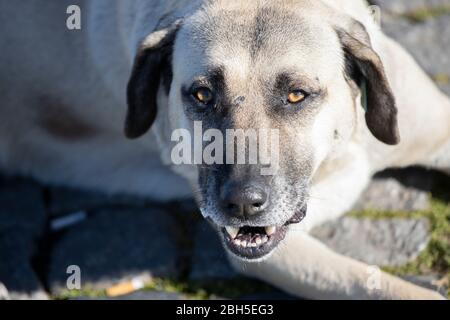 Le chien blanc qui s'y trouve montre ses dents effrayantes qui se trouvent sur le sol. Banque D'Images