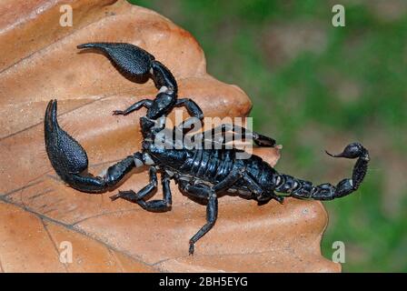 L'empereur Scorpion (imperméable de Pandinus), sur une feuille, Sri Lanka, Ceylon Banque D'Images