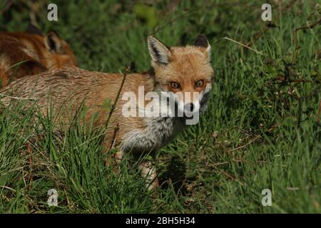 Un magnifique renard rouge sauvage, Vulpes vulpes, chasse dans un pré au printemps. Banque D'Images