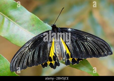 Common Birdwing - Troides helena, magnifique grand papillon jaune et noir des prés et des bois d'Asie du Sud-est, Malaisie. Banque D'Images