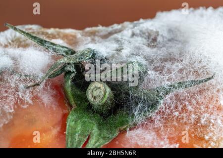 La tomate pourrie avec moisissure et champignons et mousse se ferme sur un fond sombre. Banque D'Images