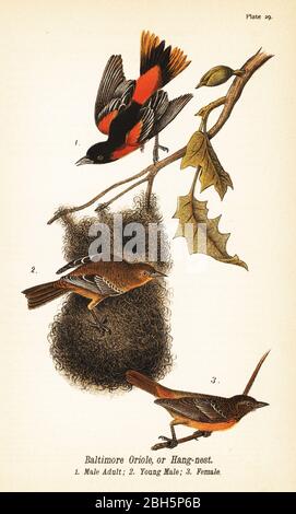 Baltimore oriole ou nid d'accrocher, Icterus galbula. Homme adulte 1, jeune homme 2, femme 3. Chromolithographe, après une illustration ornithologique de John James Audubon du rapport de Benjamin Harry Warren sur les oiseaux de Pennsylvanie, E.K. Mayers, Harrisburg, 1890. Banque D'Images