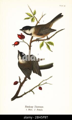 Chicadé à capuchon noir, Poicile atricapillus. Blackcap titmouse, homme 1, femme 2. Chromolithographe, après une illustration ornithologique de John James Audubon du rapport de Benjamin Harry Warren sur les oiseaux de Pennsylvanie, E.K. Mayers, Harrisburg, 1890. Banque D'Images