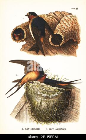 Falaise Déglutissez, Petrochelidon pyrrrhonota 1, et grange Déglutissez, Hirundo rustica 2. Chromolithographe, après une illustration ornithologique de John James Audubon du rapport de Benjamin Harry Warren sur les oiseaux de Pennsylvanie, E.K. Mayers, Harrisburg, 1890. Banque D'Images