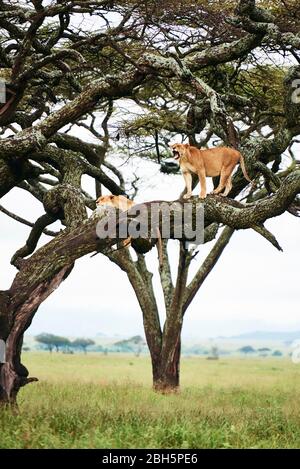 Une lionne arante dans l'arbre Banque D'Images