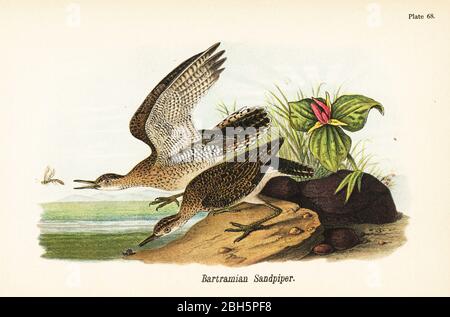 sandpiper, Bartramia longicauda. Batramian ou Bartram sandpiper. Chromolithographe, après une illustration ornithologique de John James Audubon du rapport de Benjamin Harry Warren sur les oiseaux de Pennsylvanie, E.K. Mayers, Harrisburg, 1890. Banque D'Images