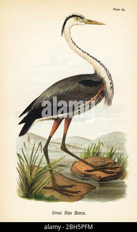 Grand héron bleu, Ardea herodias. Chromolithographe, après une illustration ornithologique de John James Audubon du rapport de Benjamin Harry Warren sur les oiseaux de Pennsylvanie, E.K. Mayers, Harrisburg, 1890. Banque D'Images