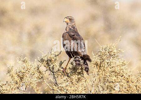 Le chant des pales immatures Goshawk, Melierax canorus, Parc national d'Etosha, Namibie, Afrique Banque D'Images