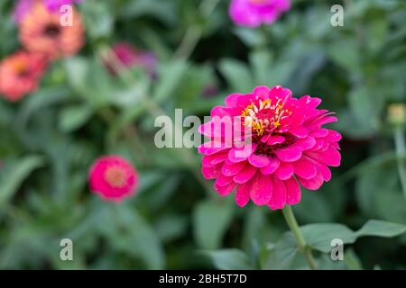 Gerbera fleur dans le jardin, le nom scientifique est Gerbera jamesonii Banque D'Images