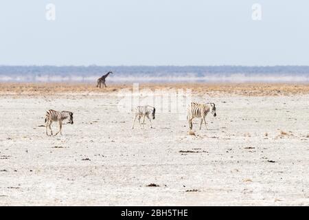 Burchell's Zebra & Angolais girafe, Giraffa giraffa angolensis, alias NaNamibie girafe, traversée de la poêle à sel, Parc national d'Etosha, Namibie, Afrique Banque D'Images