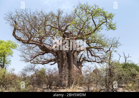 Arbre baobab, baobab africain, arbre de rat mort, arbre de pain de singe, crème de tartre, arbre à l'envers, parc national de Mahongo, bande de Caprivi, Namibie, Banque D'Images