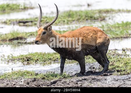 Adulte mâle Red Lechwe, Caprivi Strip, parc national de Mahongo, Namibie, Banque D'Images