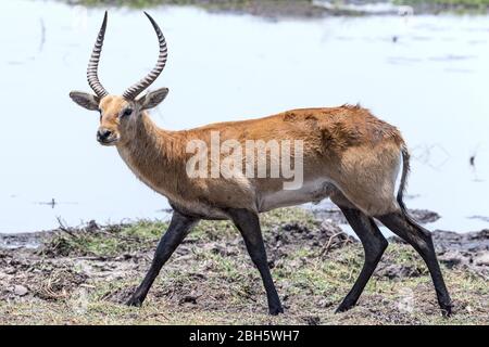 Adulte mâle Red Lechwe, Caprivi Strip, parc national de Mahongo, Namibie, Banque D'Images