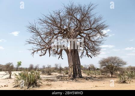 Arbre baobab, baobab africain, arbre de rat mort, arbre de pain de singe, crème de tartre, arbre à l'envers, parc national de Mahongo, bande de Caprivi, Namibie, Banque D'Images