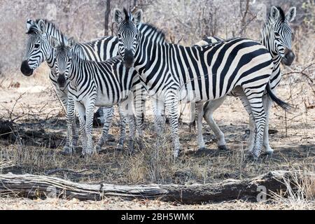 Zèbre de plaine, poulain et adultes, refroidissement à l'ombre, Caprivi Strip, parc national de Mahongo, Namibie, Banque D'Images