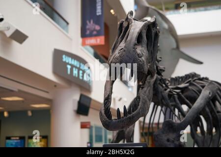 Un squelette T-Rex exposé au San Diego Natural History Museum à Balboa Park. Banque D'Images