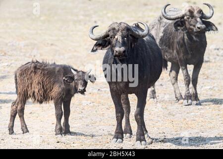 Vache et veau du Cap Buffalo durant la tempête de poussière, parc de jeux de Buffalo, parc national de Bwabwata, bande de Caprivi, Namibie, Afrique Banque D'Images