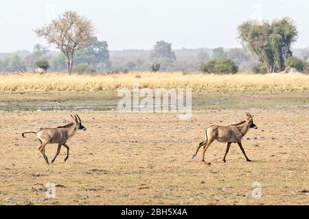 Roan, Buffalo Game Park, alias Bwabwata National Park, Caprivi Strip, Namibie, Afrique Banque D'Images